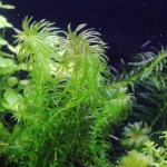 植栽から179日目　アナカリス